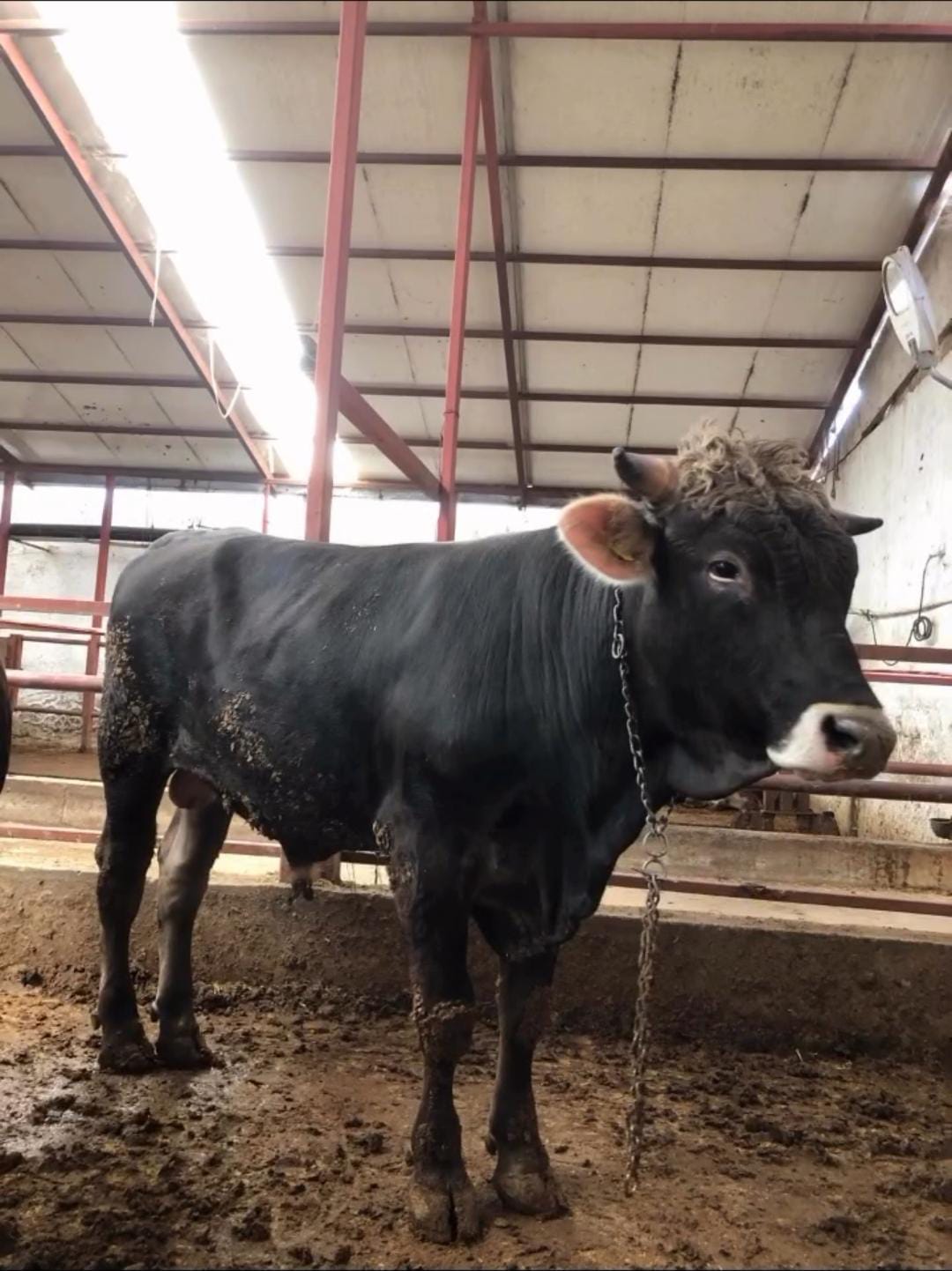 Gündüzler Besi Çiftliği